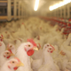 Illustration for article titled New USDA rule will boost already mind-boggling number of chickens slaughtered each dayem/em